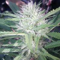 Monster Cookies: strain page photo, credit seedfinder.eu, copyright status shown with credit copyright unverified