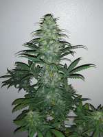 An image of Gas Hog Auto