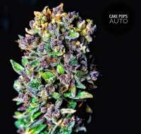 Cake Pops Auto archive 1