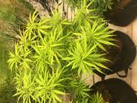 Moby Dick: strain page photo, credit seedfinder.eu, copyright status shown with credit copyright unverified