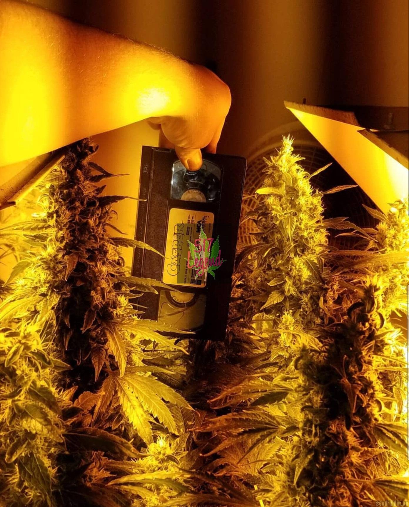 Blissful Thunder flowering cannabis, as labeled by the cited photo source