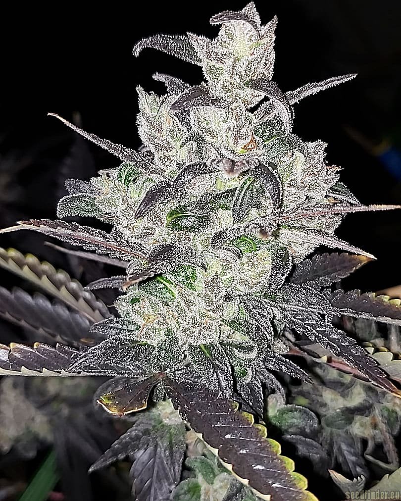 Funky Mids flowering cannabis, as labeled by the cited photo source