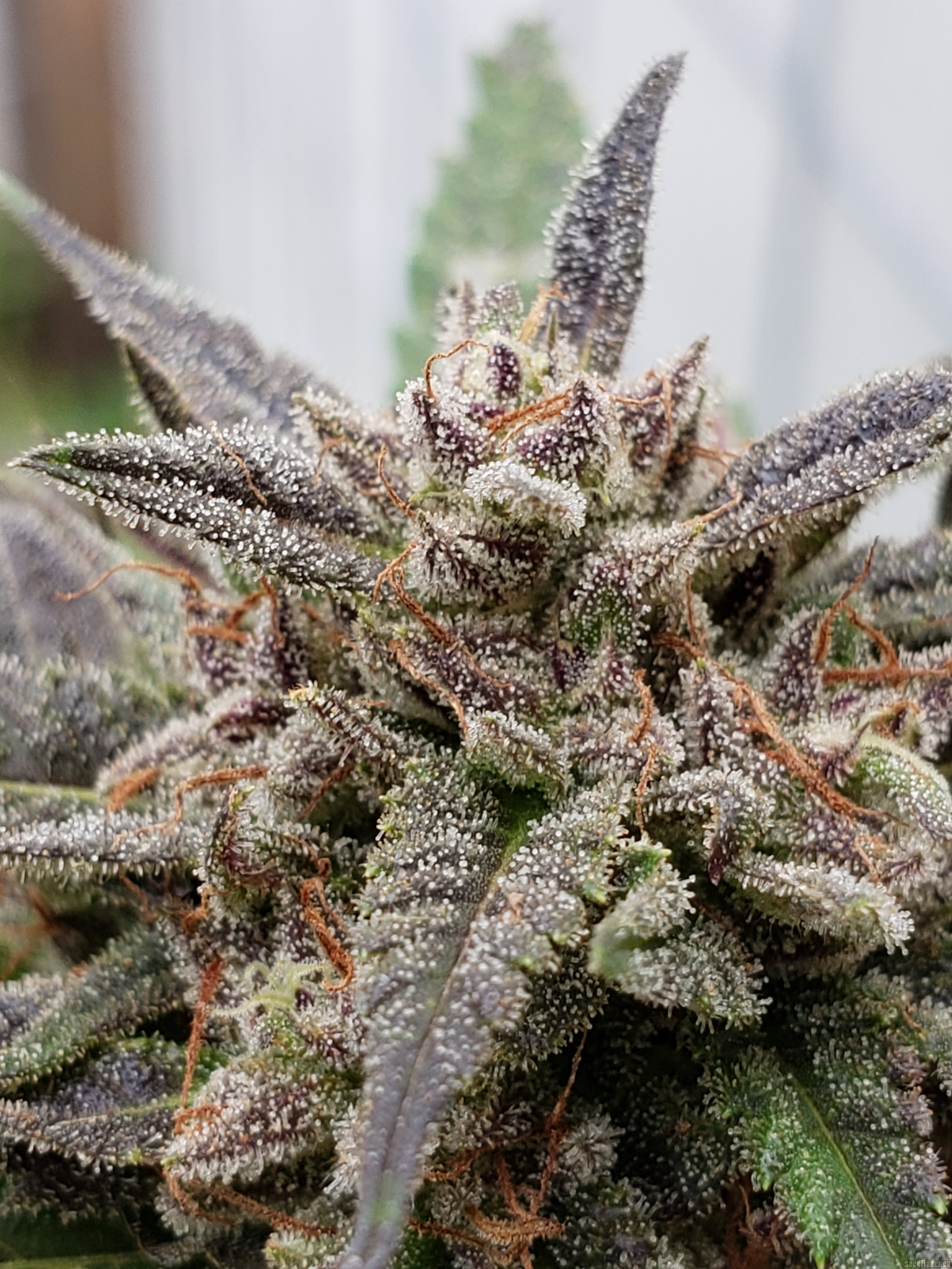 Kosher Gorilla Funk flowering cannabis, as labeled by the cited photo source