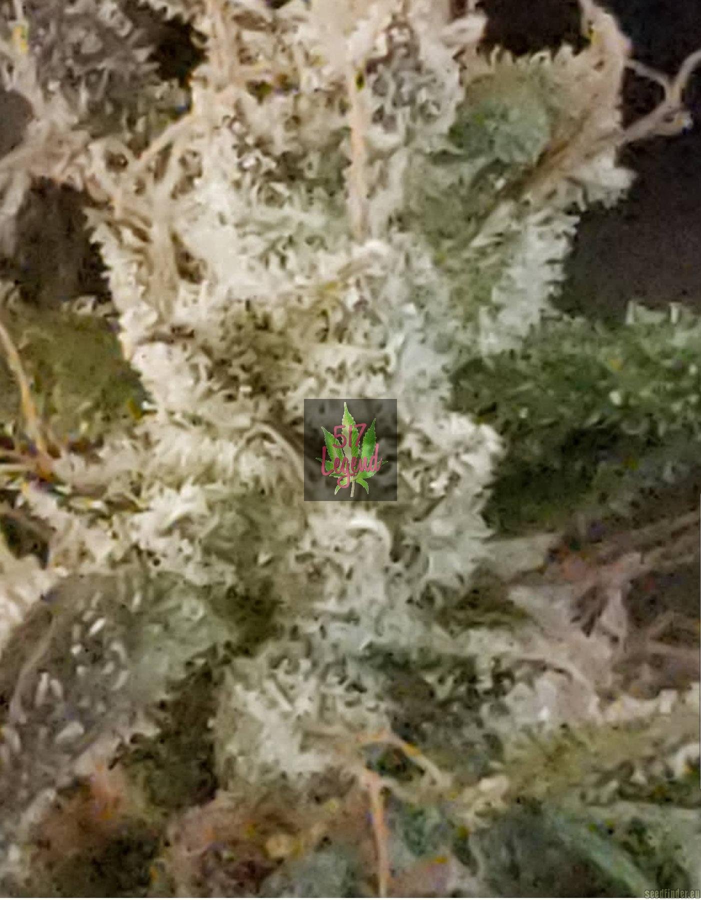 Kosher Mids flowering cannabis, as labeled by the cited photo source