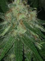 An image of Fools Gold