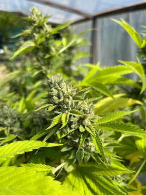 An image of Ogre Breath