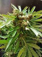 Auto Zamaldelica archive 4