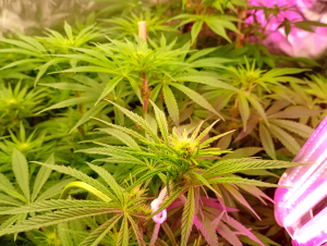 Congo: strain page photo, credit seedfinder.eu, copyright status shown with credit copyright unverified