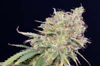 Killer A5 Haze archive 1