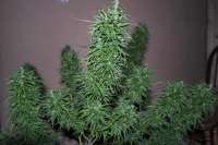 Lao Luang Prabang archive 1