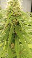 Malawi: strain page photo, credit seedfinder.eu, copyright status shown with credit copyright unverified