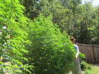 Nepalese Jam archive 6