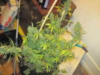 Nepalese Jam archive 3