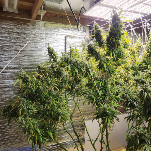 Oaxaca A5 Haze archive 2