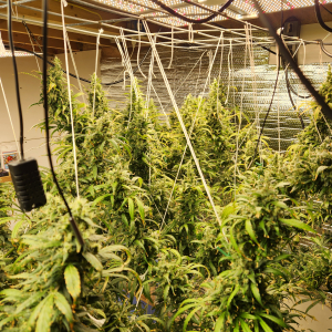 Oaxaca A5 Haze archive 1