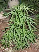 Oldtimer's Haze archive 2