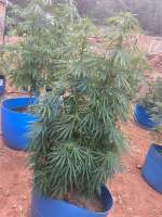 Oldtimer's Haze archive 3