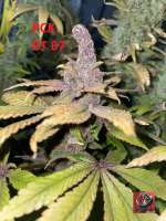 Pakistan Chitral Kush archive 4