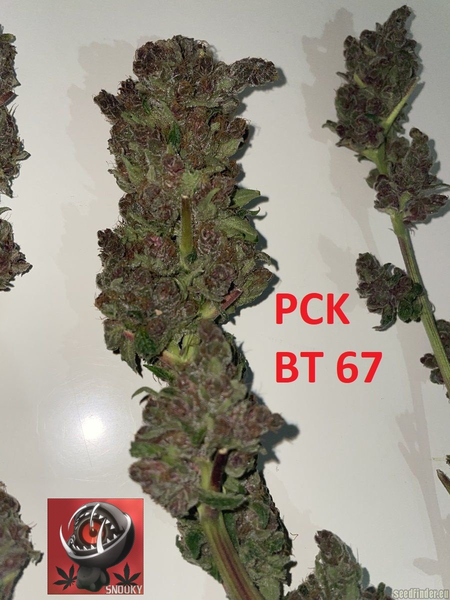 Pakistani Chitral Kush flowering cannabis, as labeled by the cited image source