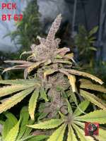 Pakistan Chitral Kush archive 3