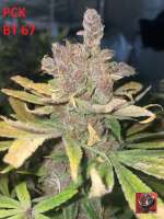 Pakistan Chitral Kush archive 1