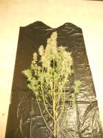 Panama: strain page photo, credit seedfinder.eu, copyright status shown with credit copyright unverified