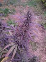 An image of Purple Haze x Thai