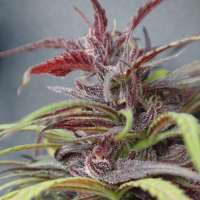 An image of Purple Haze x Thai