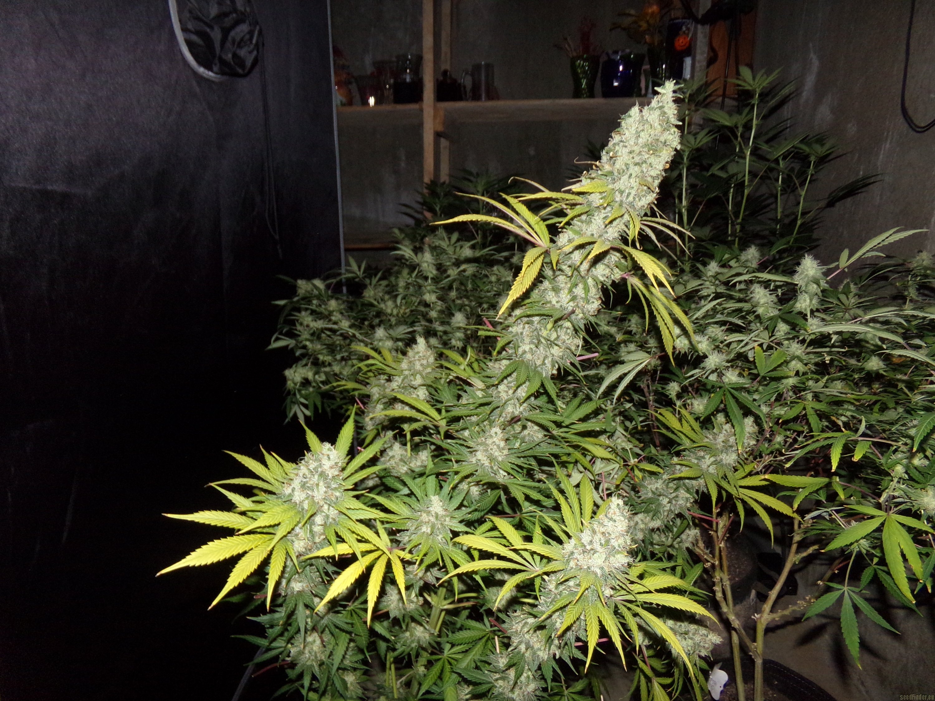 Lemon Star flowering cannabis, as labeled by the cited photo source