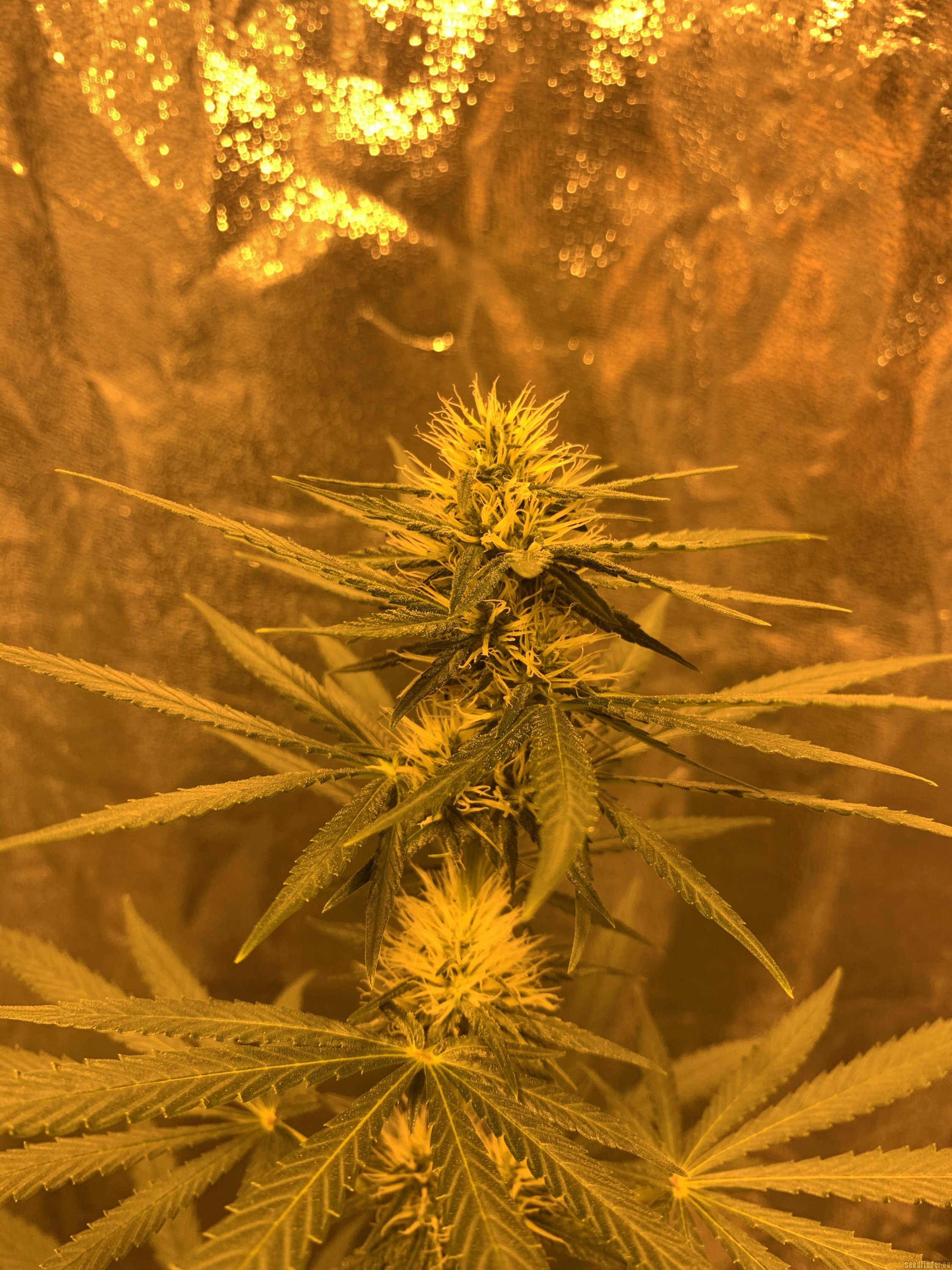 Hawaiian Haze flowering cannabis, as labeled by the cited photo source
