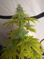 An image of Afghan Skunk