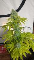 Afghan Skunk: strain page photo, credit seedfinder.eu, copyright status shown with credit copyright unverified