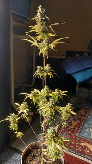 Auto Jack Herer archive 1