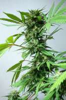 Auto NYC Diesel archive 3