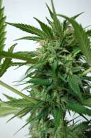 Auto NYC Diesel archive 2