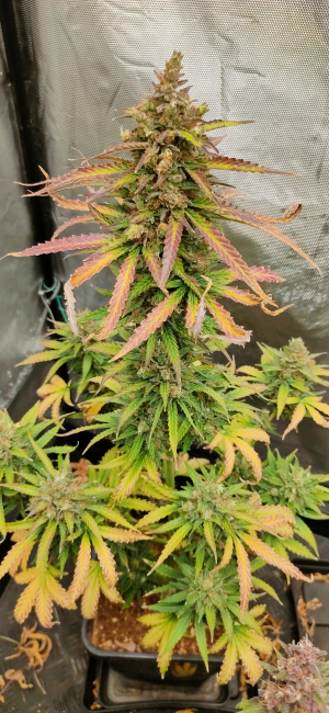 Fire Dog Auto archive 1