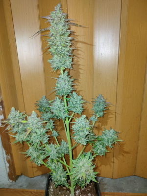 Fire Dog Auto archive 3