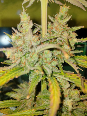 Fire Dog Auto archive 2