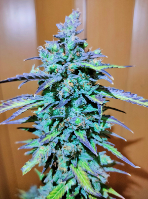 Fire Dog Auto archive 4