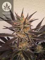 An image of OG Kush S.F.V.