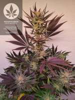 An image of OG Kush S.F.V.