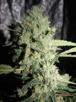 An image of Strawberry Gum