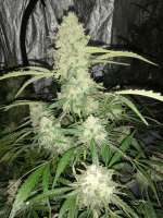 An image of Strawberry Gum