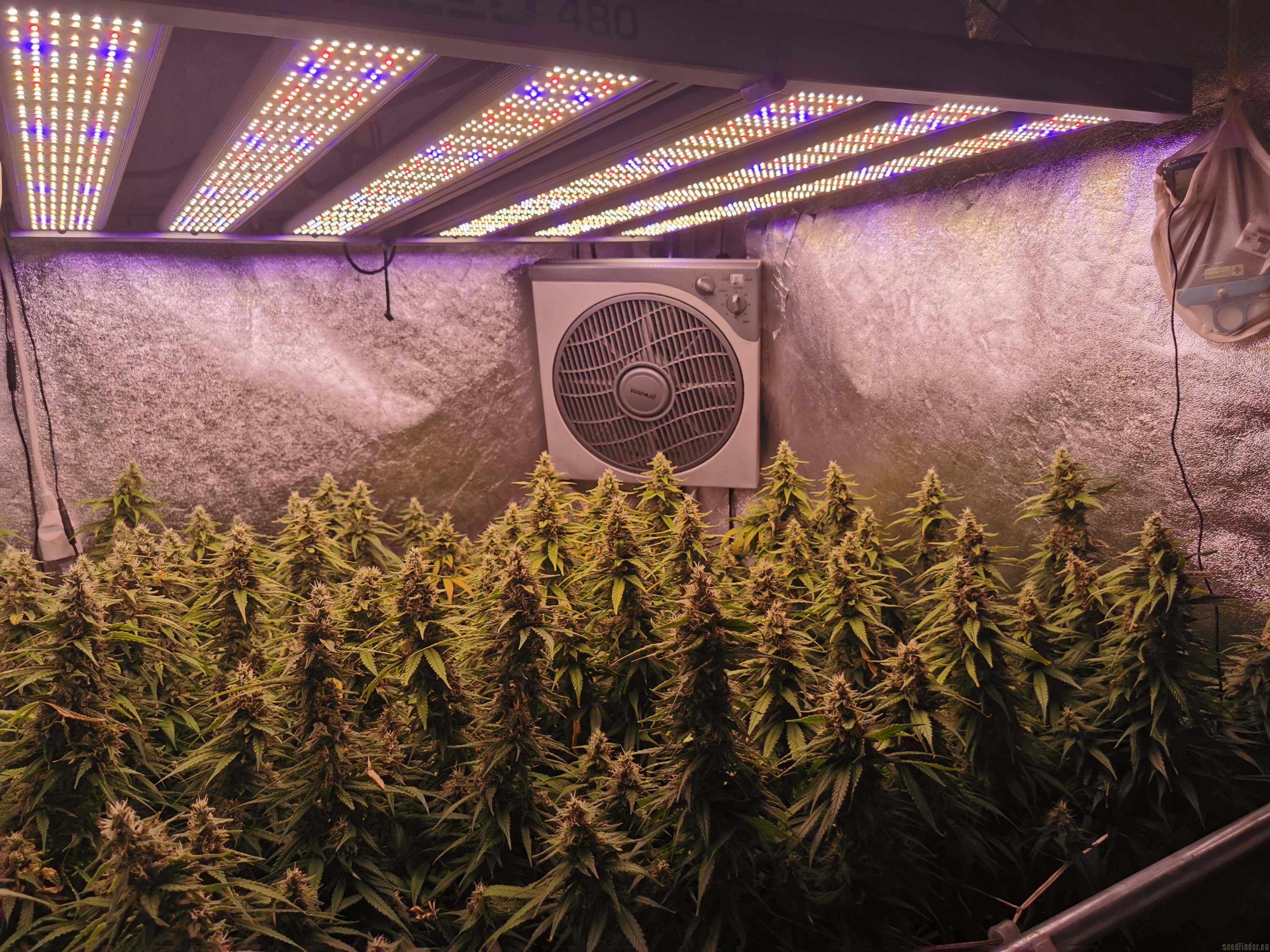 Vetrus OG flowering cannabis, as labeled by the cited photo source