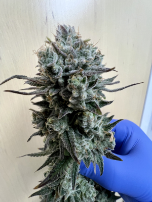 Nightmare OG archive 1