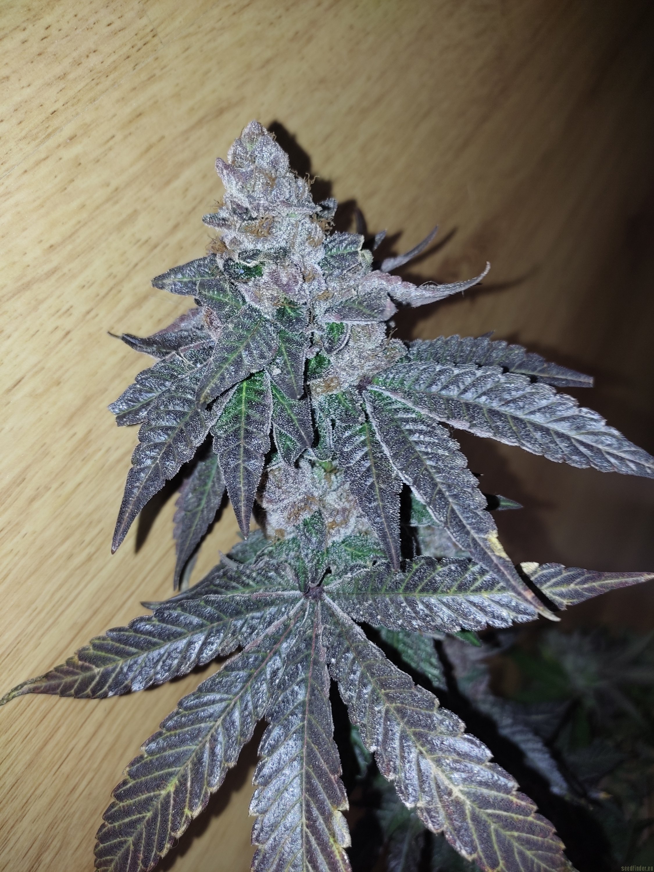Dracoz flowering cannabis, as labeled by the cited photo source