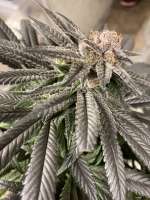 White Cherry Truffle archive 3