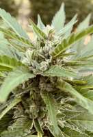 White Cherry Truffle archive 1