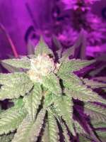 White Cherry Truffle archive 2