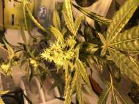 Alien Grenades archive 2